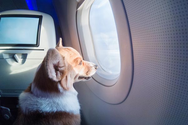 قوانین حمل سگ با هواپیما