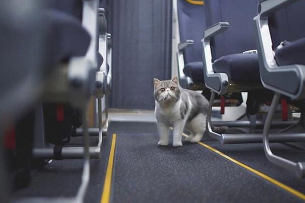 مدارک لازم برای حمل حیوانات خانگی با هواپیما