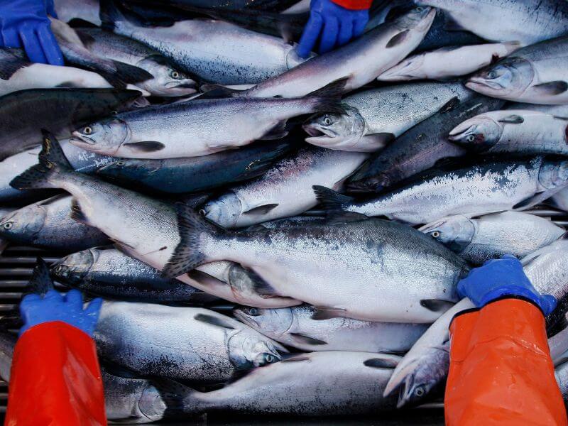 صادرات ماهی ایران