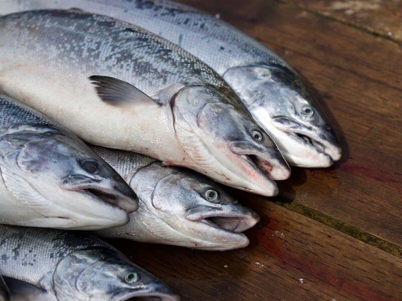 صادرات ماهی قزل آلا